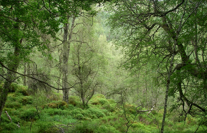 Les forêts anciennes de Glen Affric